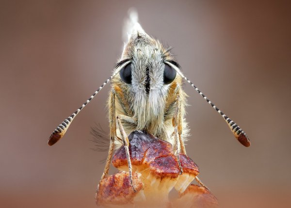 Толстоголовка