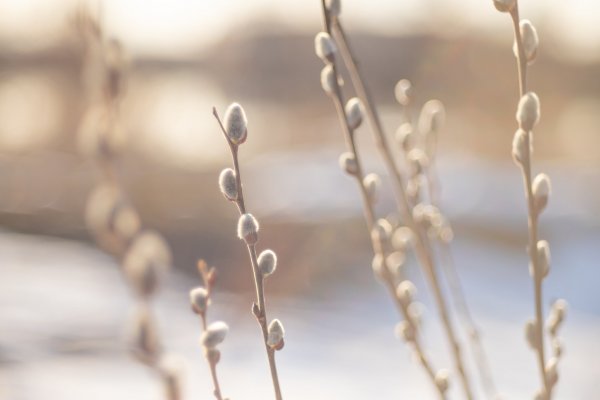 Ивовая нежность.jpg