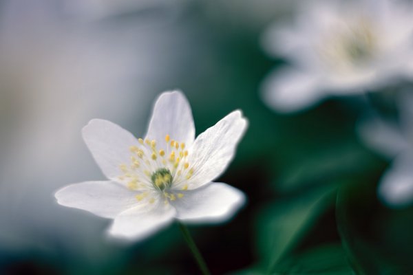 Plants and mushrooms