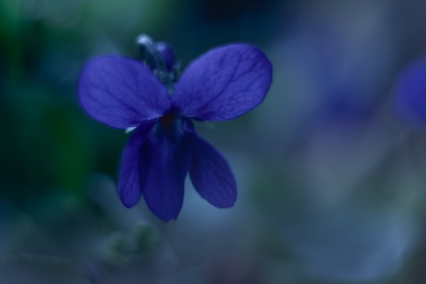 Фиалка душистая