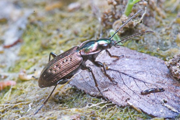 Прибрежный житель.