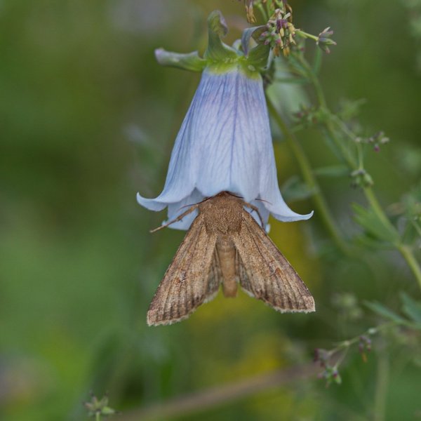 Погрузилась с головой.