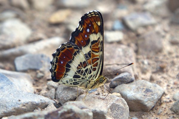 На заправке.