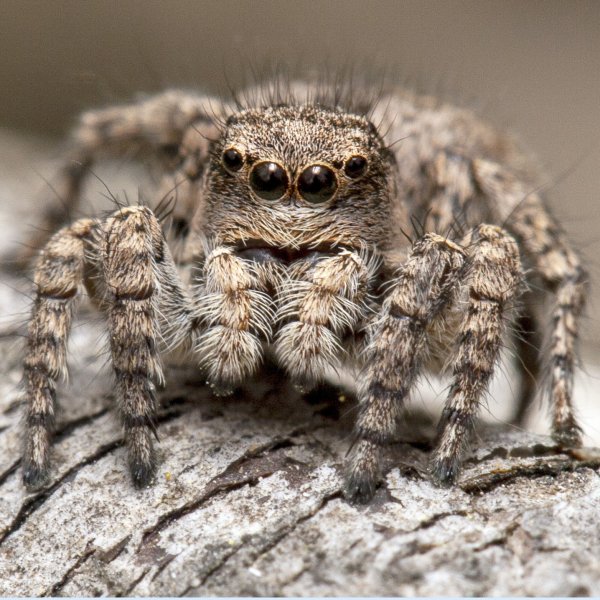 Лохматый марсоход.