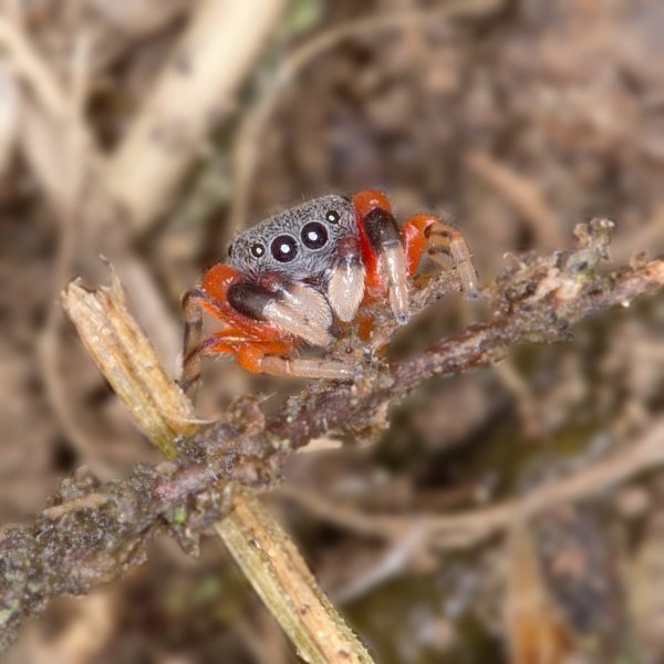 Недоварили.