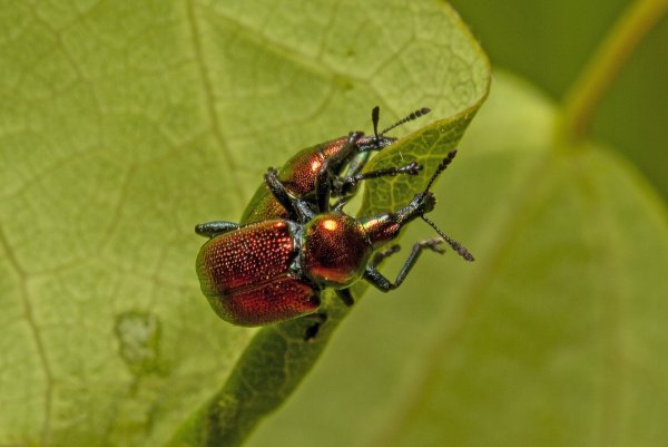 Вдвоем свернем.