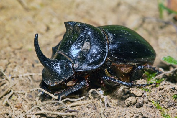 Ну очень рогат.