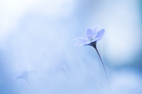 Мимолетности