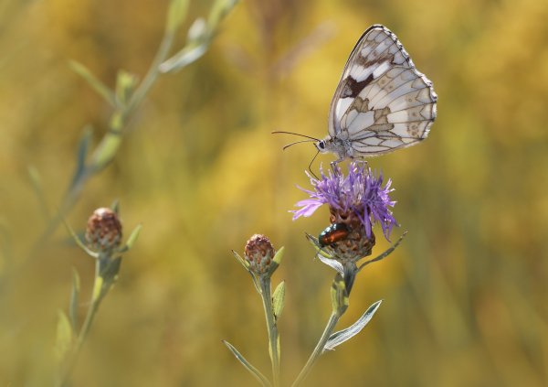 Пестроглазка