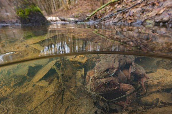 Травяная лягушка