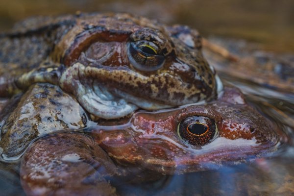 Травяная лягушка