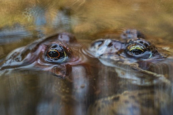 Травяная лягушка