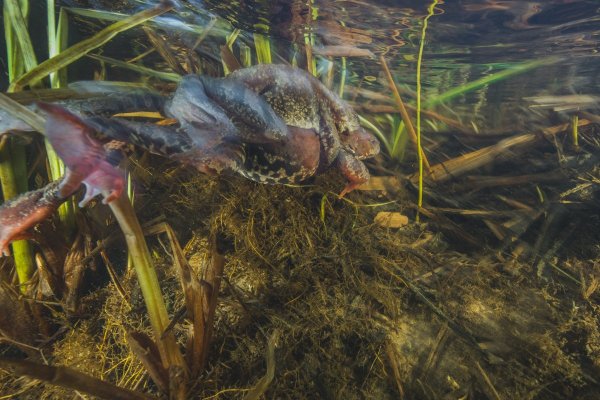 Травяные лягушки