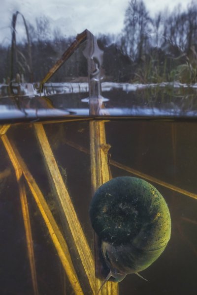 Роговая катушка