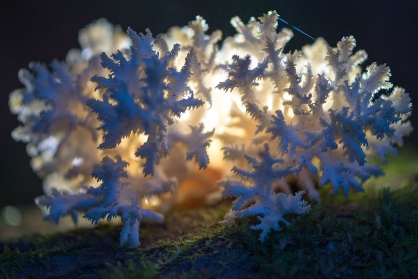 На дне леса