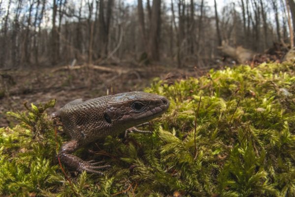 Живородящая ящерица