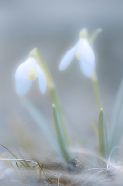 Plants and mushrooms