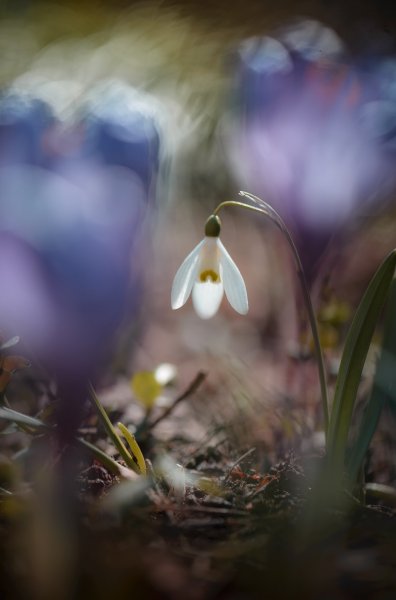 Plants and mushrooms