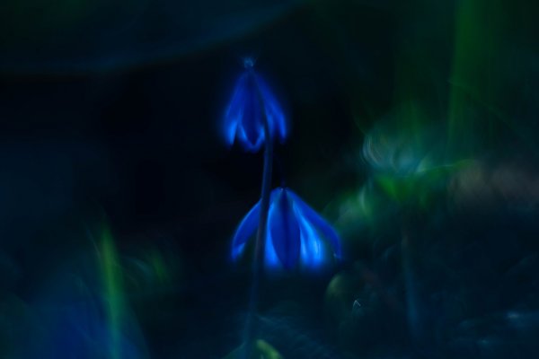 Plants and mushrooms