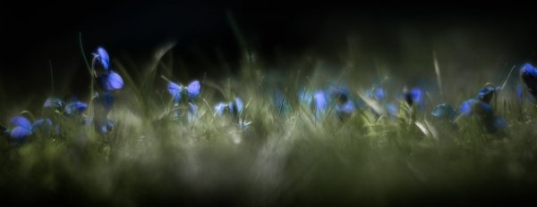 Синий караван