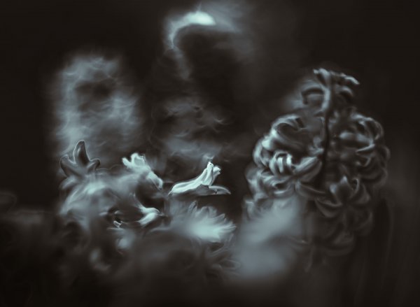 Plants and mushrooms