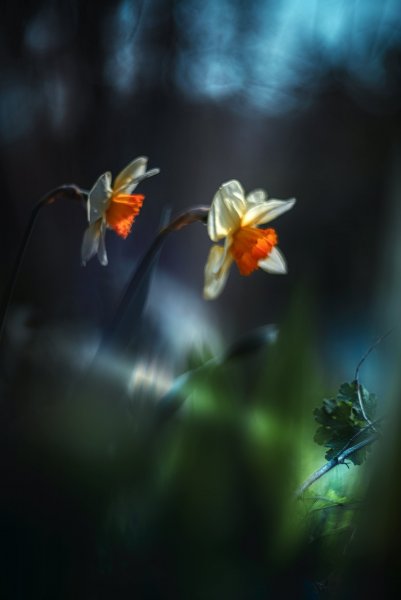 Plants and mushrooms