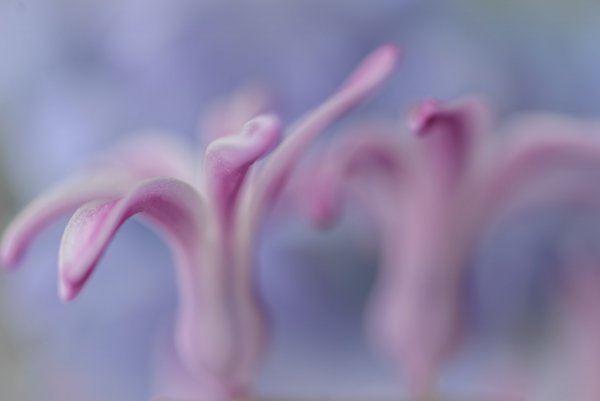 Plants and mushrooms