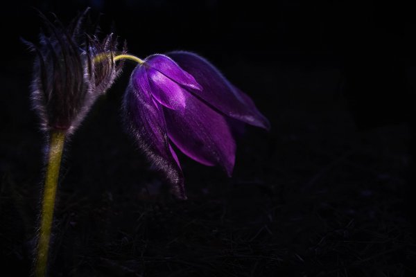 Прострел. Мультиэкспозиция.