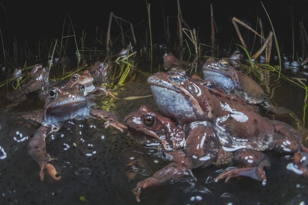 Травяные лягушки