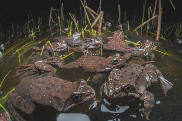 Травяные лягушки