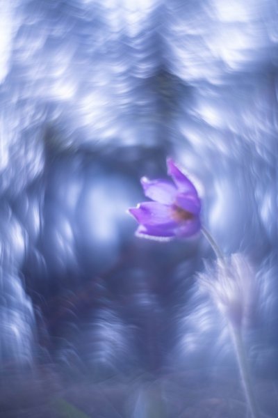 Plants and mushrooms