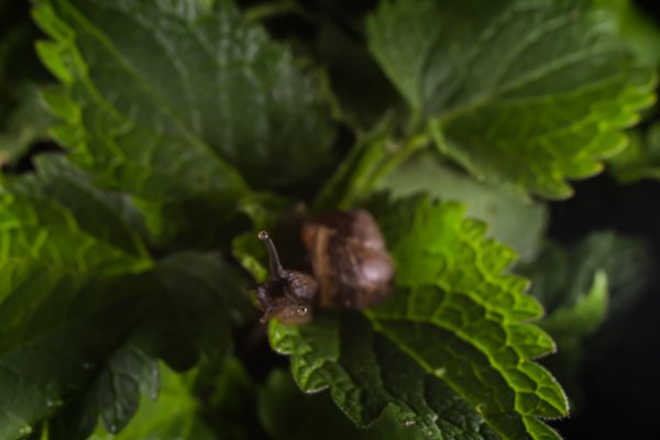 Глядит на звёзды