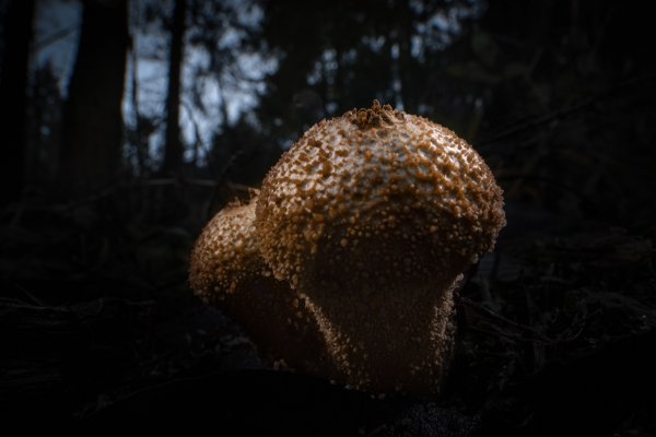 Plants and mushrooms