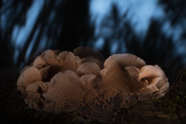 Plants and mushrooms