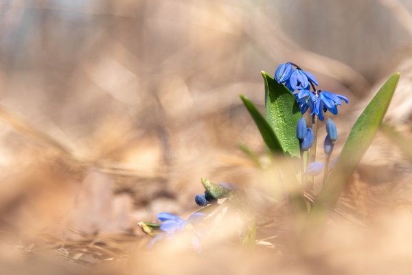 Первые пролески