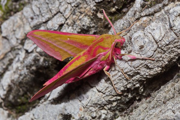 Средний винный бражник - Deilephila elpenor.