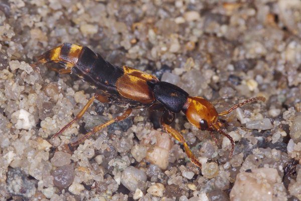 Наверное так у них сейчас модно.