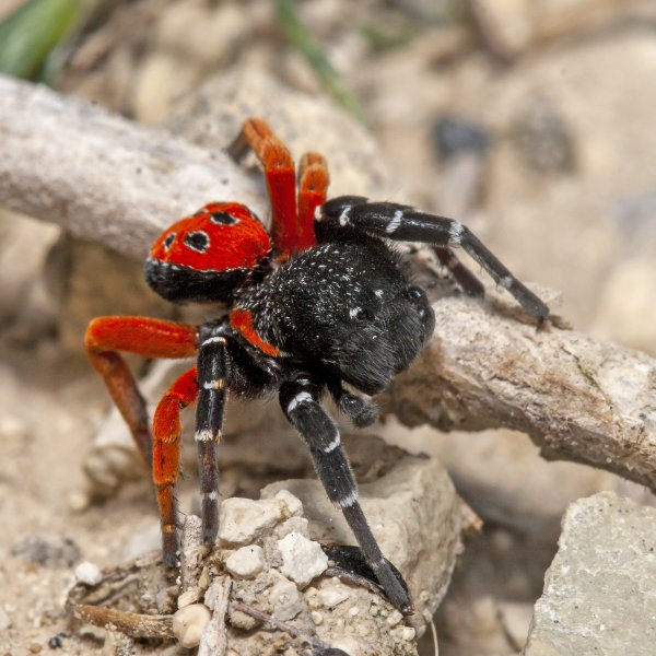 Мохнатомордый и краснозадый.