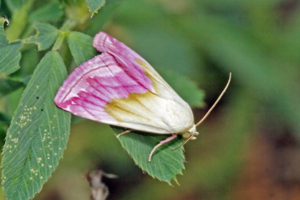 Ленточница мелкая пурпурная - Eublemma purpurina (Denis & Schiffermuller, 1775)
