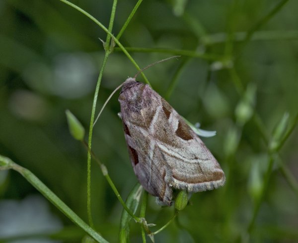 Eucarta virgo (Treitschke, 1835)
