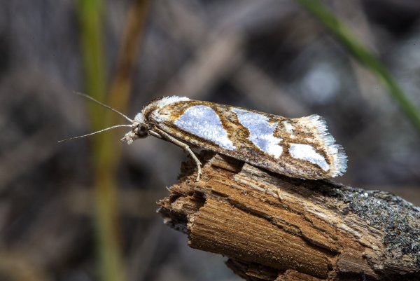 Королева кривых зеркал.