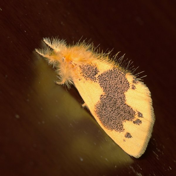 С повышенной лохматостью.