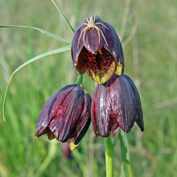 Plants and mushrooms