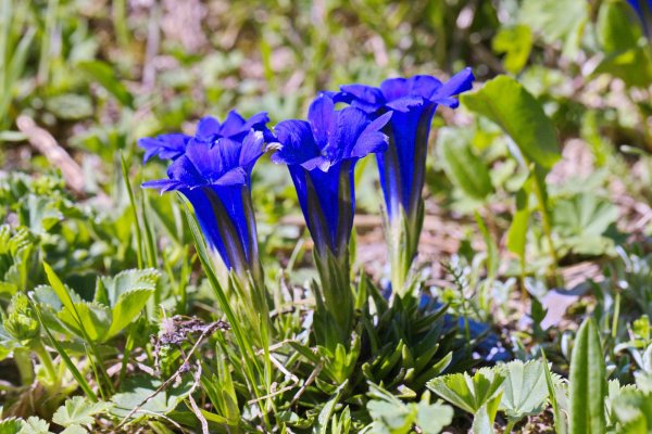 Синие фужеры.