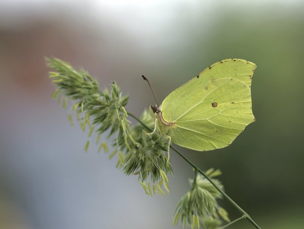 Лимонница,  Крушинница.