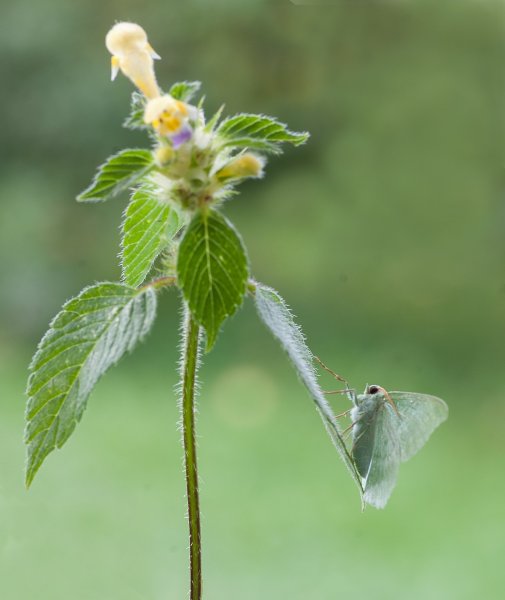 Plants and mushrooms