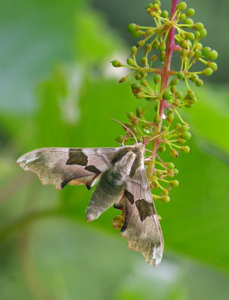 Бражник липовый (Mimas tiliae)