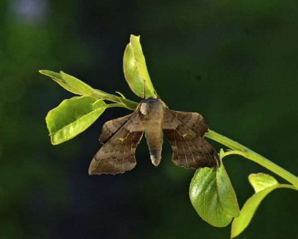 Laothoe amurensis (Staudinger, 1892)