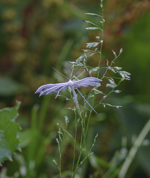... "то ли бабочка, то ли комар"...))
