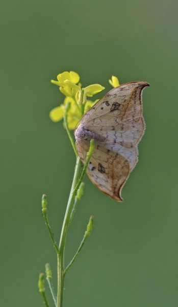 Серпокрылка берёзовая ( Drepana falcataria)